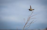 In Flight